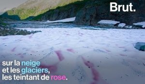 Cette neige rose liée à une algue menace les glaciers