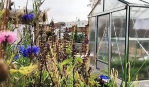 Bruxelles : un jardin sur les toits pour renforcer l'autonomie alimentaire