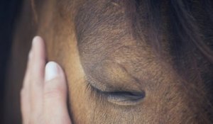 Ariège : un cheval perdu parcourt plus de 20 km pour retrouver sa cavalière