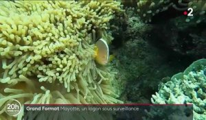 Mayotte : un environnement aquatique à protéger des braconniers