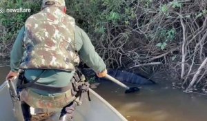 Ils découvrent un énorme anaconda dans les branches en bord de rivière
