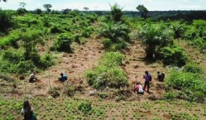 RDC : un "pays solution" pour la planète et les fermiers congolais