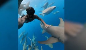 "L'homme est trop peu calorique" : pourquoi les requins n'attaquent pas les baigneurs volontairement