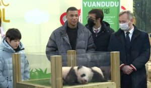 Zoo de Beauval : les jumelles panda s'appellent Huanlili et Yuandudu