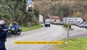 Ariège : le chasseur mordu par une ourse hors de danger