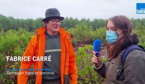 France Bleu Gironde s'engage pour la forêt