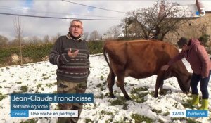 Creuse : plusieurs habitants adoptent une vache pour produire leur propre lait