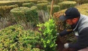 Jardin - Buis malades, faut-il les arracher ou pas ?