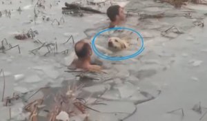 La police sauve un chien tombé dans l'eau glacée