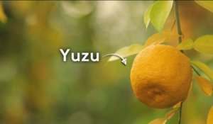 Terroir - Yuzu, la star des agrumes !