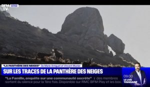 Sur les traces de la panthère des neiges