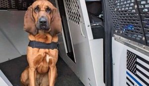 États-Unis : ce chien policier a sauvé la vie d'une fillette de 10 ans, disparue et perdue en pleine forêt