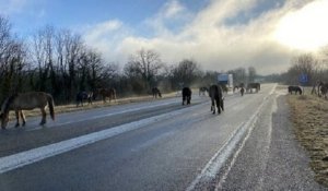 Dans le Jura, une quinzaine de chevaux ont envahi la route pour lécher le sel de la chaussée