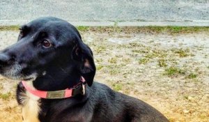 En Charente-Maritime, une chienne retrouve la fille de ses maîtres qui avait fugué