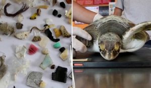 Argentine : des dizaines de morceaux de plastique retrouvés dans l’estomac de cette tortue