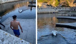 Un cygne attaque un jeune homme qui plonge dans les Jardins de la Fontaine à Nîmes