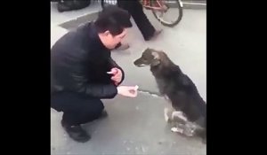 Un chien vraiment très poli