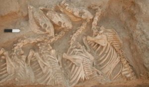 Découverte en Syrie des ossements du kunga, le premier animal hybride connu créé par les hommes