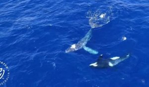 En Australie, un groupe d'orques a libéré une baleine à bosse prise au piège dans un filet de pêche