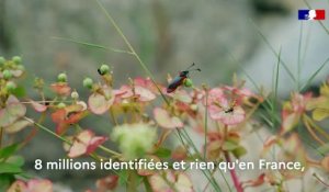 Intervention de la secrétaire d’État chargée de la Biodiversité (DREAL Nouvelle-Aquitaine)