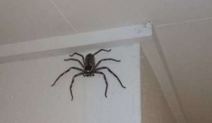 Australie : une femme a adopté une araignée géante chez elle