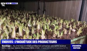 L'inquiétude des producteurs d'endives face à la flambée des prix