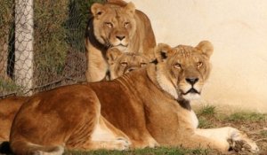 Quatre lions détenus dans un cirque ont été transportés en Afrique du Sud pour une retraite bien méritée
