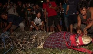 Indonésie : un villageois réussit à enlever le pneu que ce crocodile avait autour du cou depuis six ans
