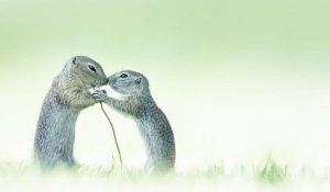 Cette photo d'une rencontre entre deux écureuils a gagné le prix du meilleur gros plan de l'année