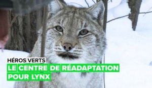 Héros verts : sauver le lynx