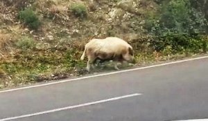 Pyrénées-Orientales : une famille rencontre un sanglier entièrement blanc sur le bord de route