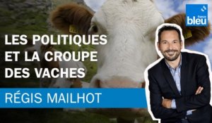 Régis Mailhot : Les politiques et la croupe des vaches