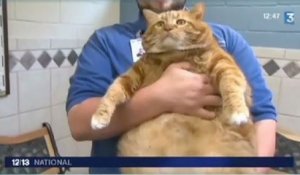 Zapping 26/09 : Le plus gros chat du monde !