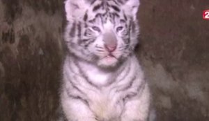 Le zapping du 02/12 : Des bébés tigres trop choupinous