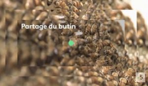 La bataille du miel (france 5) bande-annonce