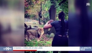 Zapping du 04/10 : Une femme s’introduit dans l’enclos d’un lion !