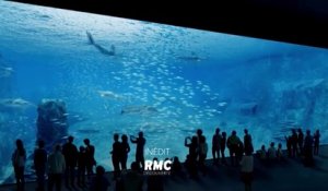 Nausicaa, le plus grand aquarium d’Europe -  RMC - 10 05 18