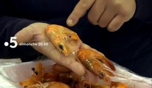 Crevettes en eaux troubles - France 5 - 01 05 18