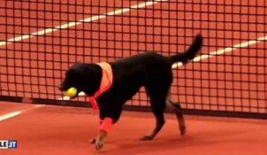Le zapping du 04/03 : Un chien ramasseur de balles dans un tournoi de Tennis