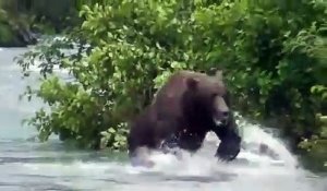 Un Grizzly se met à courir vers ces touristes... terrifiant