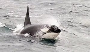 L'équipage d'un chalutier a aperçu une orque au large de la Baie de Seine