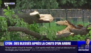 Chute d'arbre à Lyon: une mère et son bébé blessés