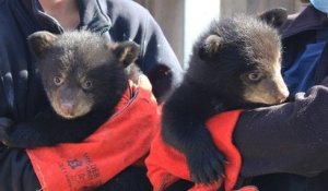 Grèce : deux oursonnes noires sont nées dans un parc animalier de Rhodes