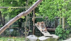 Zoo : Les animaux passent à table devant le public