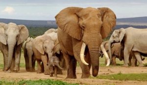 Botswana : un rare éléphant tusker, aux défenses impressionnantes, a été tué par un chasseur