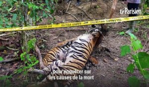 Indonésie: les autorités veulent savoir qui a tué trois tigres de Sumatra avec des pièges à sanglier