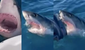 Une famille australienne attaquée par un grand requin blanc a vécu une scène digne des « Dents de la mer »