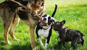 Des vétérinaires britanniques alertent sur les dangers de l'élevage des bouledogues français