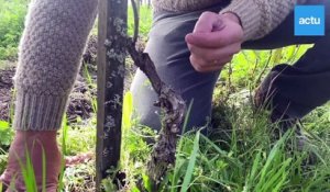 Gironde : ce vigneron de Landiras a trouvé une solution pour lutter contre le gel