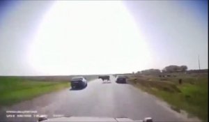 Quand un conducteur évite l'impact avec des vaches